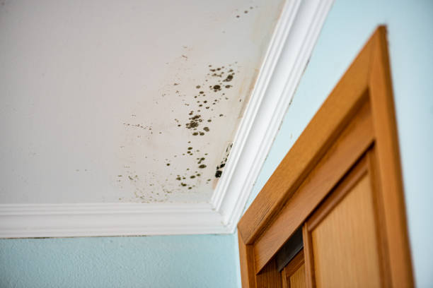 Best Commercial Mold Remediation in Eerlin, ND