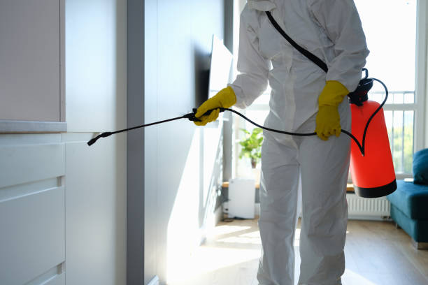 Best Post-Flood Mold Remediation in Eerlin, ND