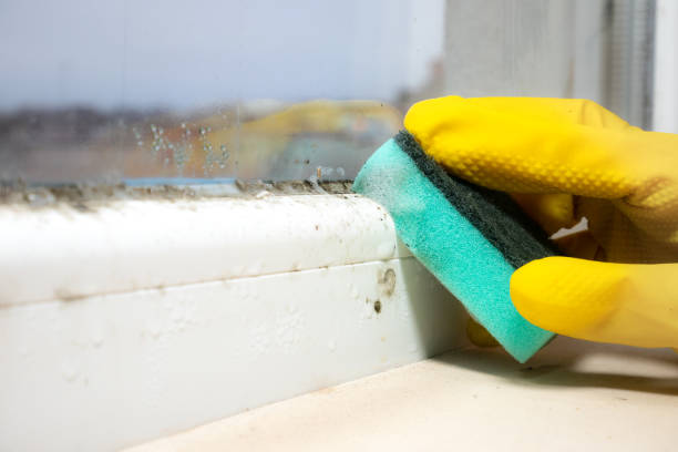 Best HVAC Mold Remediation in Eerlin, ND