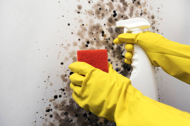 Best Emergency Mold Remediation in Eerlin, ND